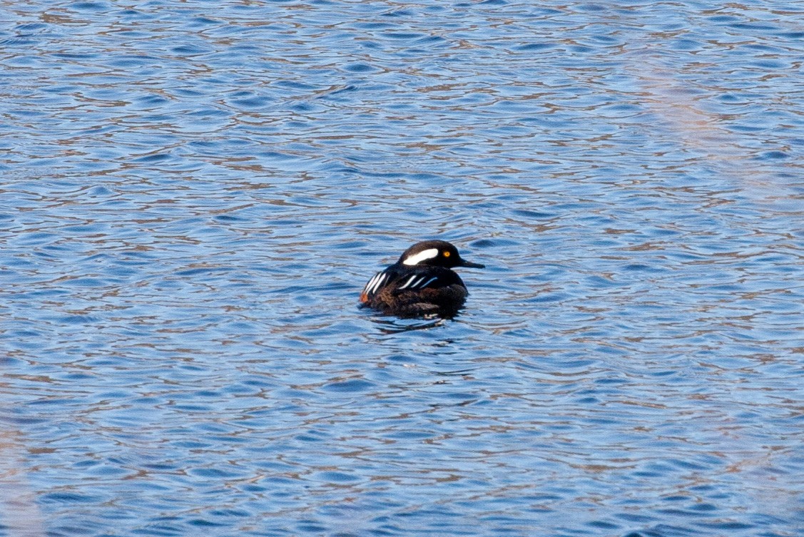 Hooded Merganser - Matthew Skalla