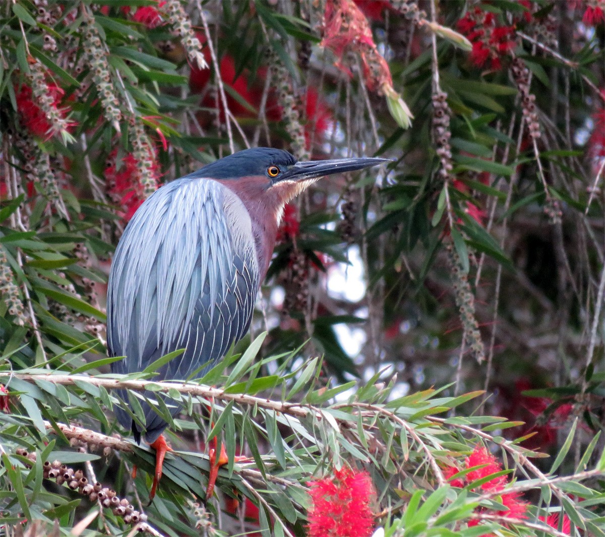 Green Heron - ML91452101