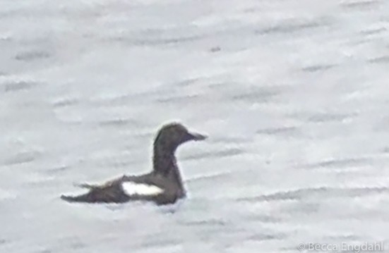 Pigeon Guillemot - ML91452161