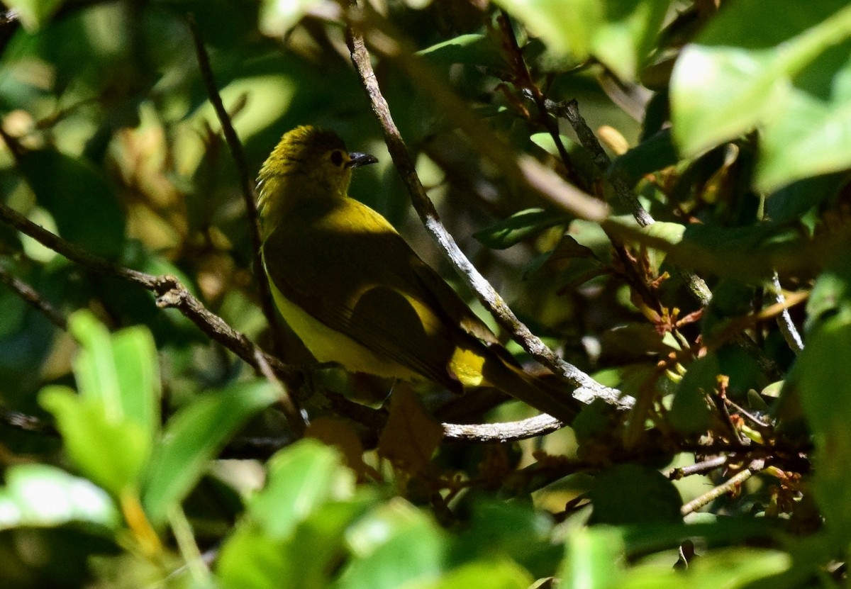 Yellow-browed Bulbul - ML91452281
