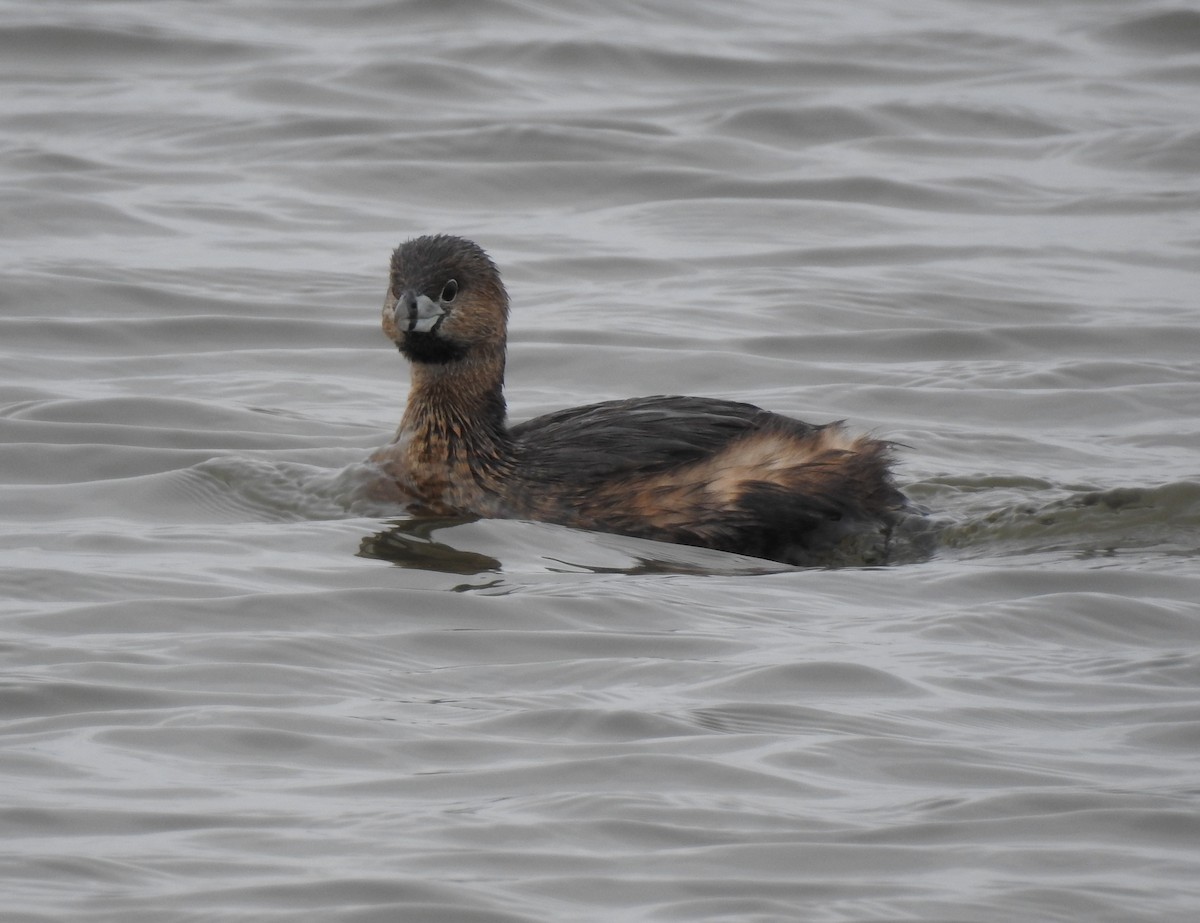 Pied-billed Grebe - Mike Thelen