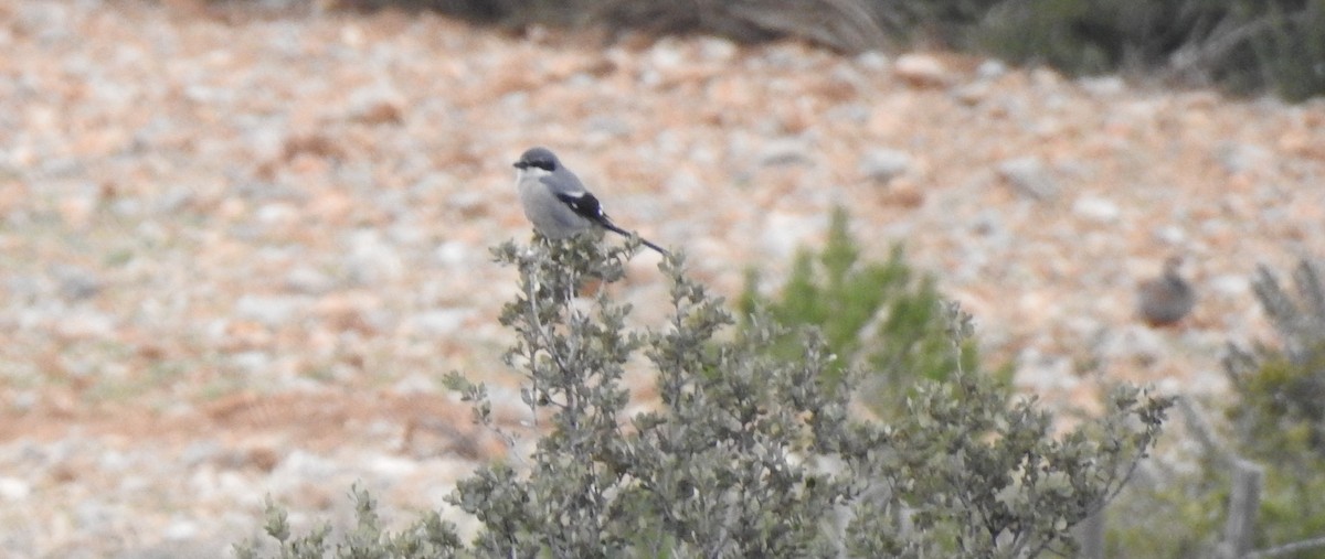 Iberian Gray Shrike - ML91456081