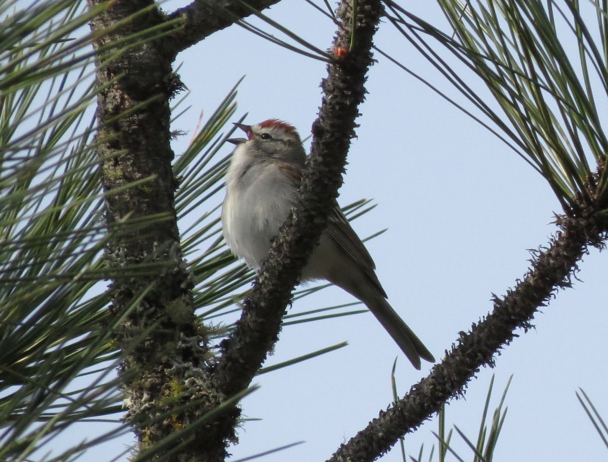 Chipping Sparrow - ML91456291