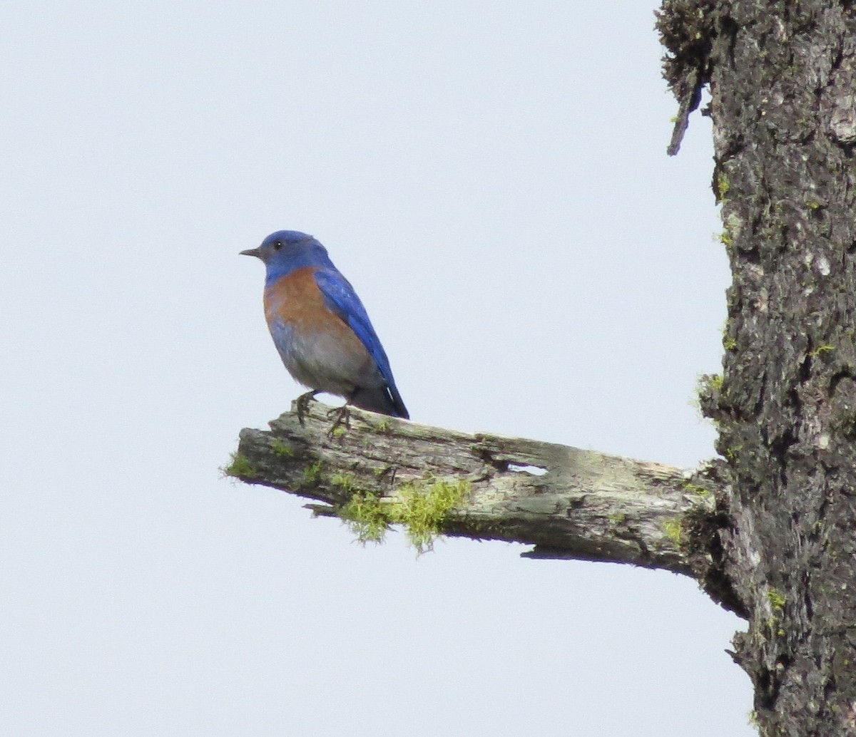 Western Bluebird - ML91456451