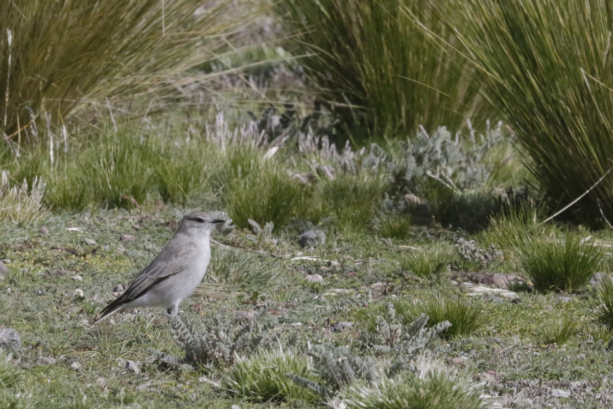 Cinereous Ground-Tyrant - Pedro Allasi Condo - COAP - COLLAGUA BIRDER