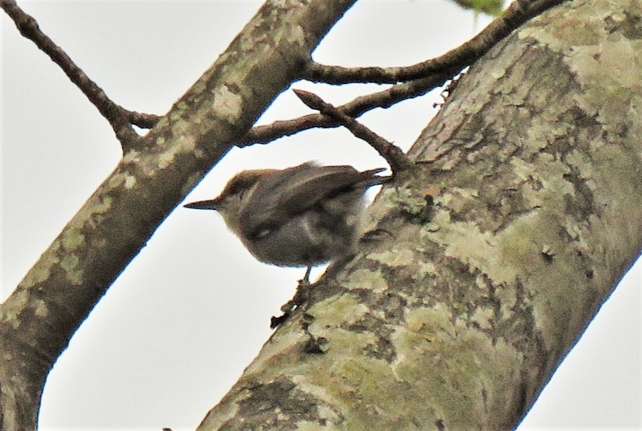 Brown-headed Nuthatch - ML91460451