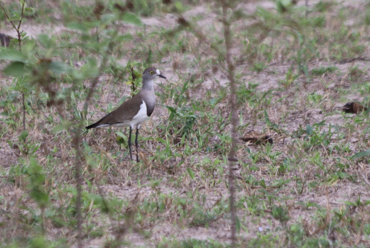 Senegal Lapwing - ML91461851