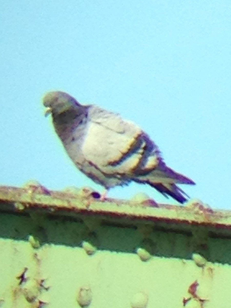 Rock Pigeon (Feral Pigeon) - ML91462321