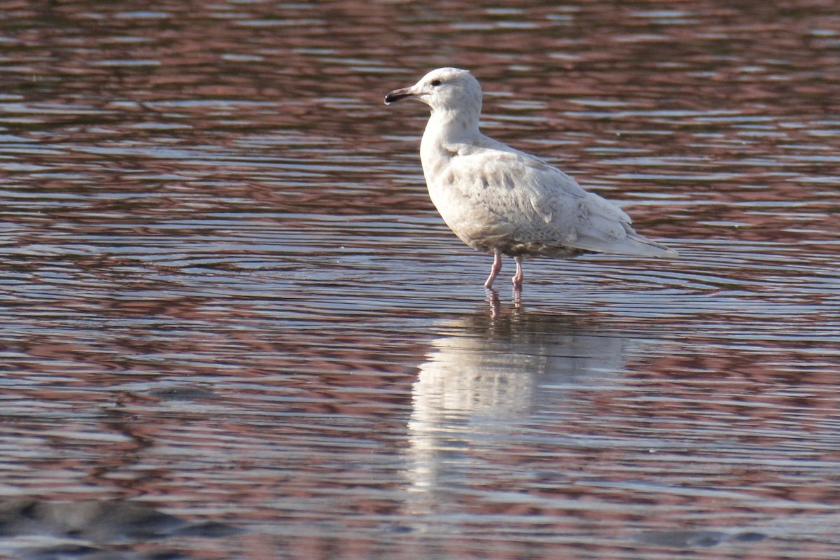 Glaucous x Glaucous-winged Gull (hybrid) - ML91463541