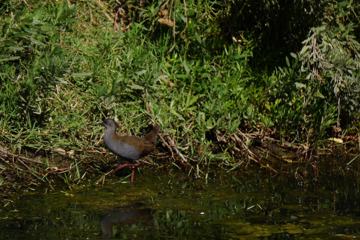 Plumbeous Rail - ML91463641