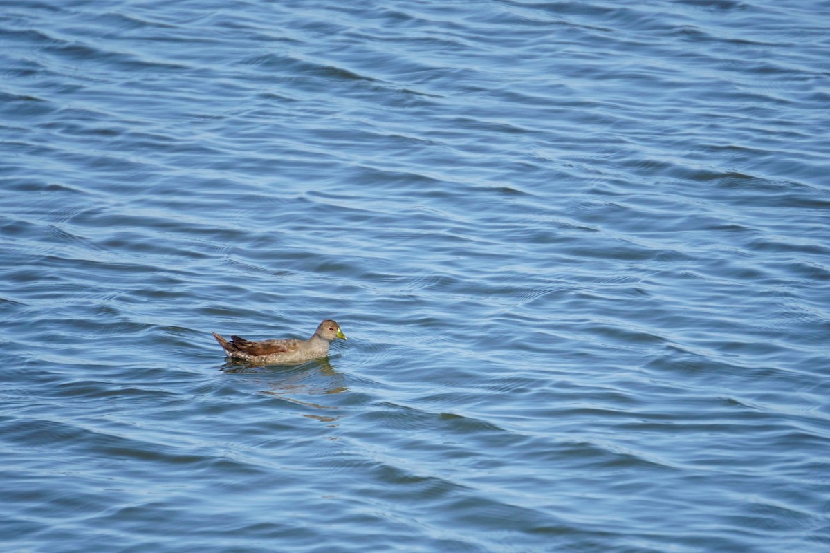 Gallinule à face noire - ML91463851