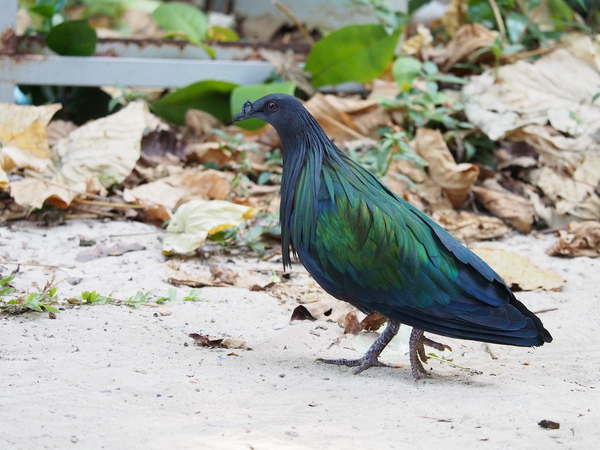 Nicobar Pigeon - Hans-Peter Bieri