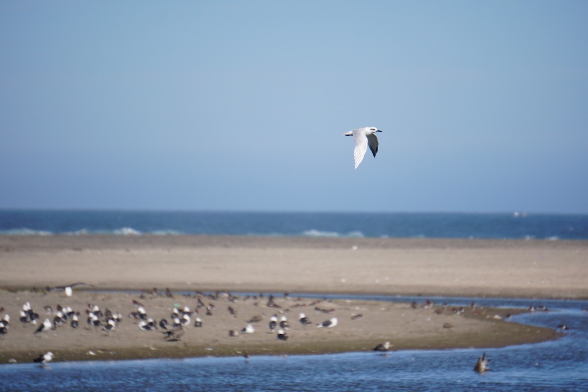 Snowy-crowned Tern - ML91464021