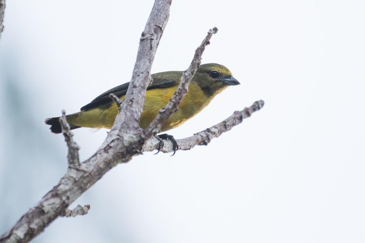 Purple-throated Euphonia - Adam Jackson