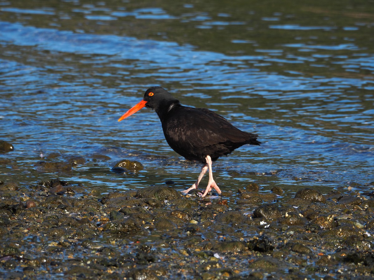 Black Oystercatcher - ML91466131