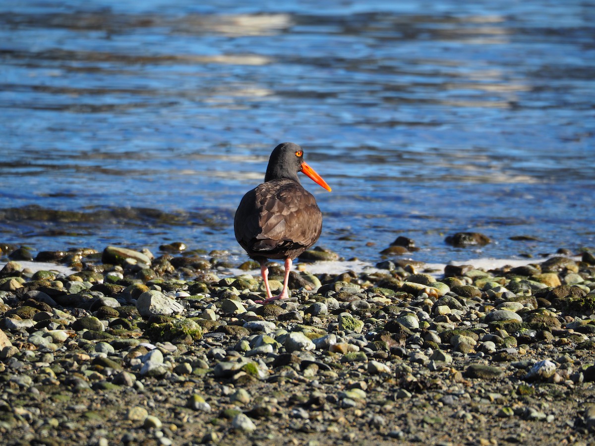 Black Oystercatcher - ML91466141