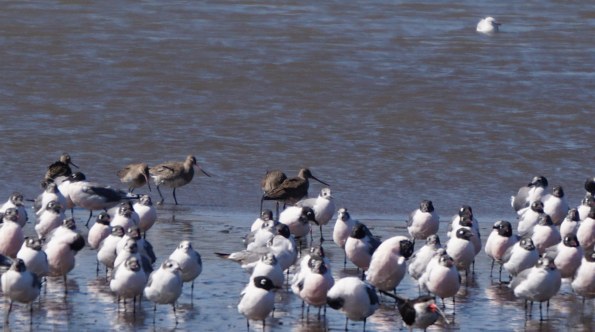 Hudsonian Godwit - ML91466711