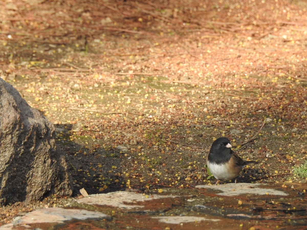 Dark-eyed Junco (Oregon) - ML91466861