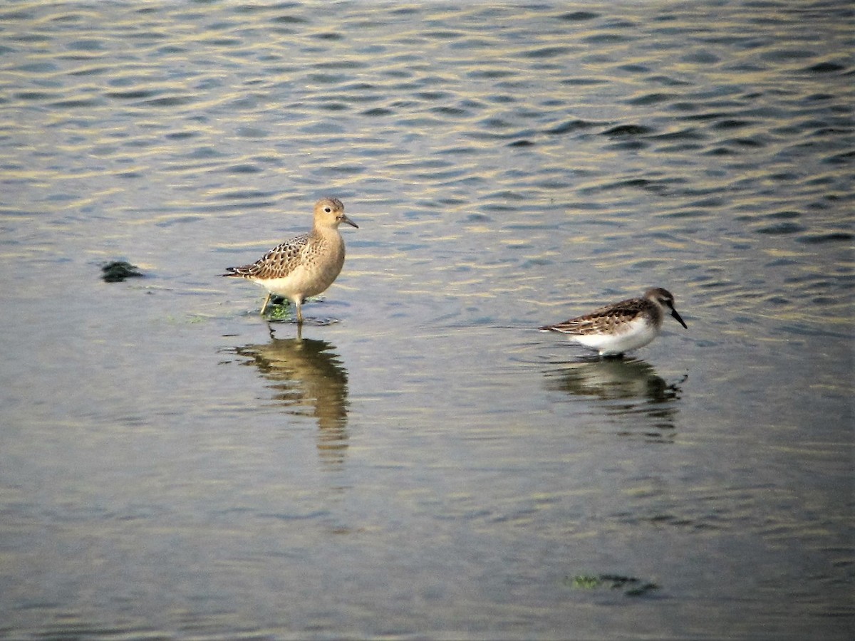 Buff-breasted Sandpiper - Brian Daniels