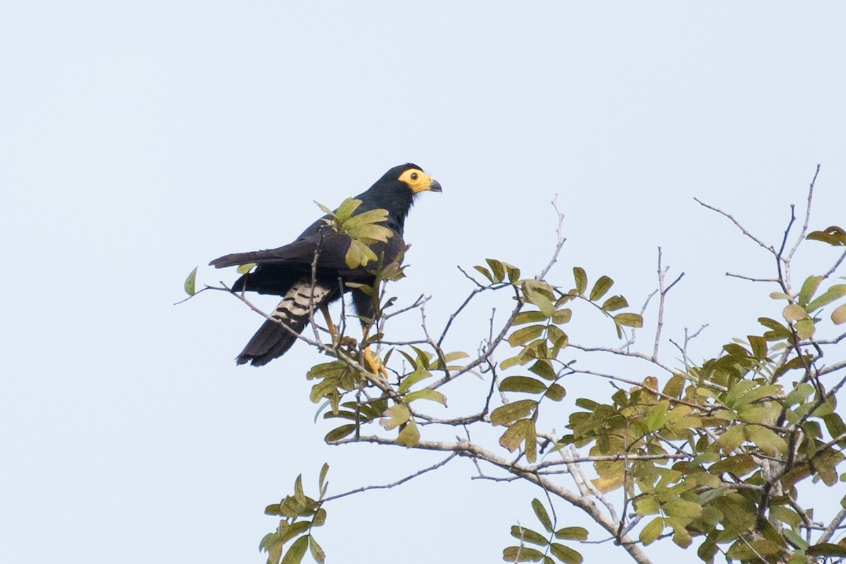 Black Caracara - ML91469151