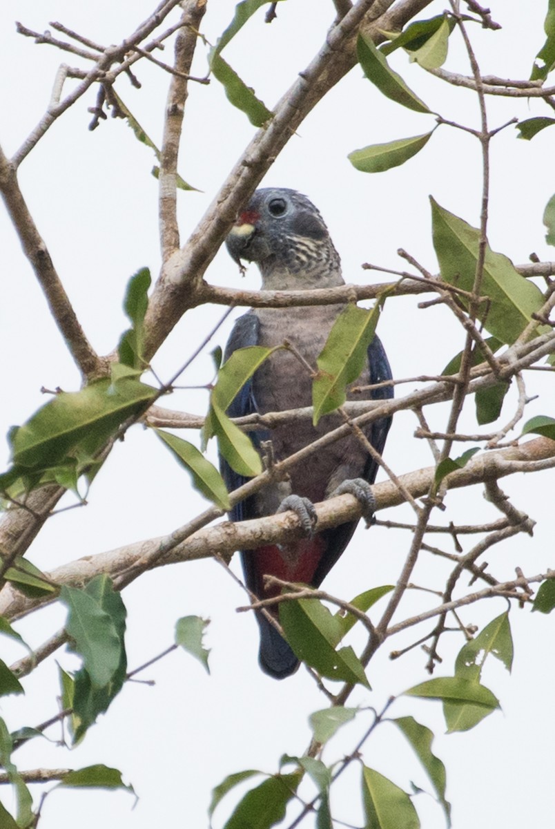 Dusky Parrot - ML91469751