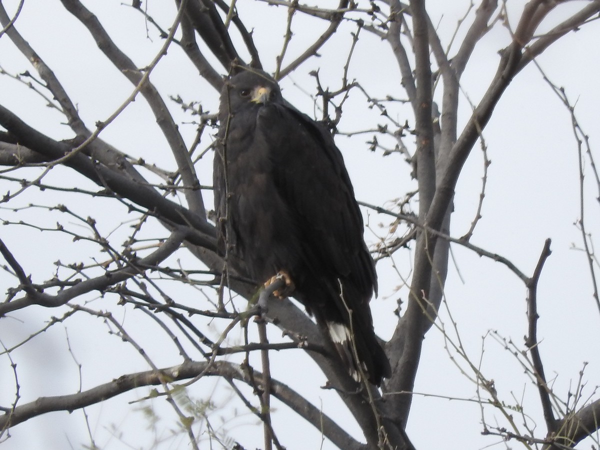 Zone-tailed Hawk - ML91470281