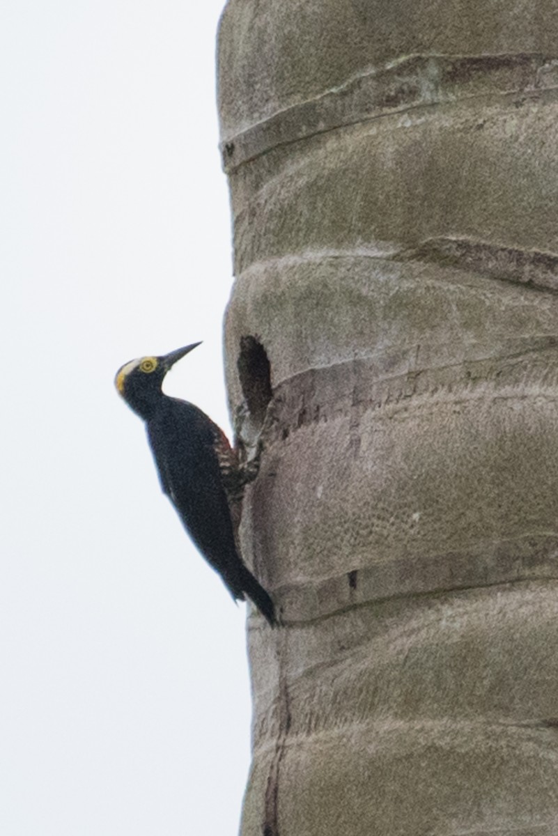 Yellow-tufted Woodpecker - ML91470331