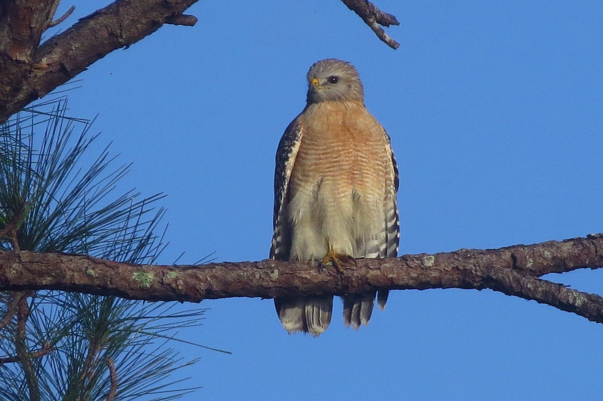 Red-shouldered Hawk (lineatus Group) - Audrey Whitlock