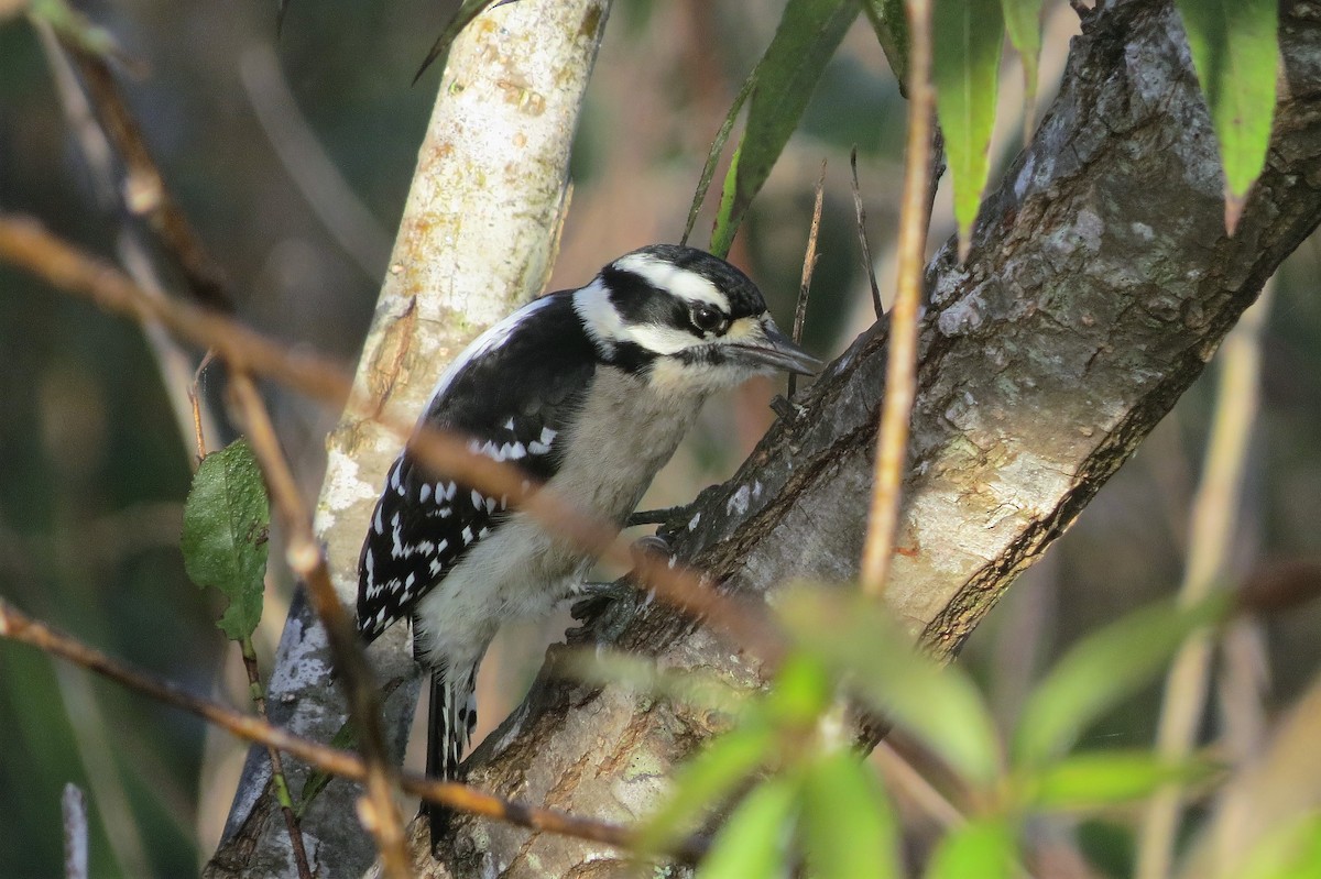 Downy Woodpecker (Eastern) - ML91470971