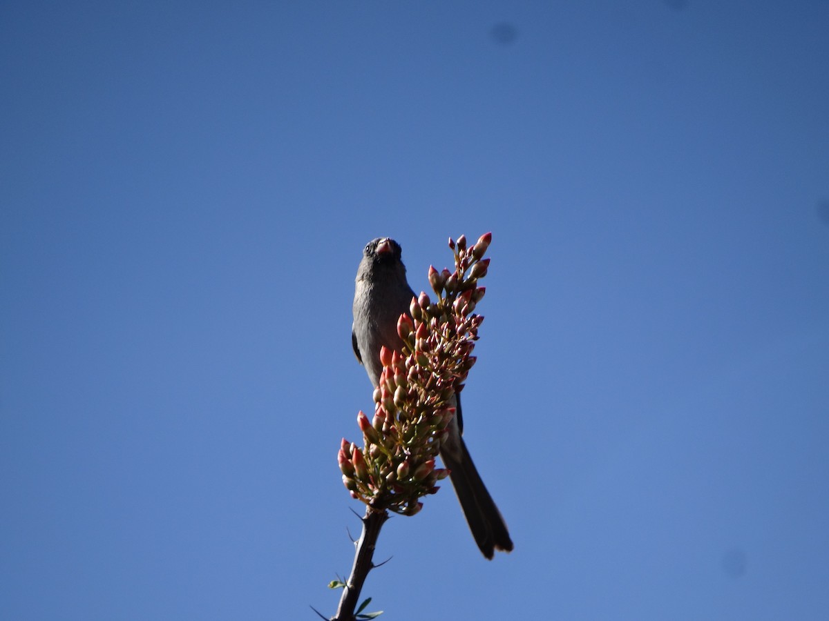 Black-throated Sparrow - Janine McCabe