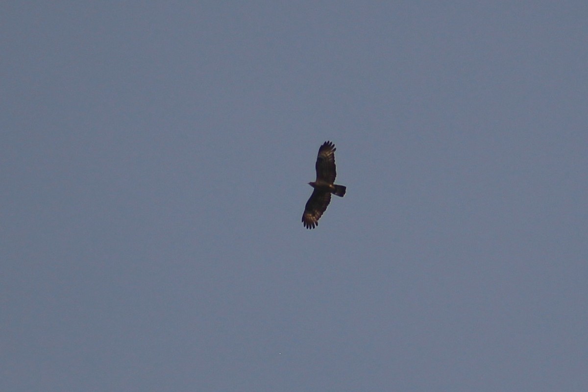 Oriental Honey-buzzard - ML91473481