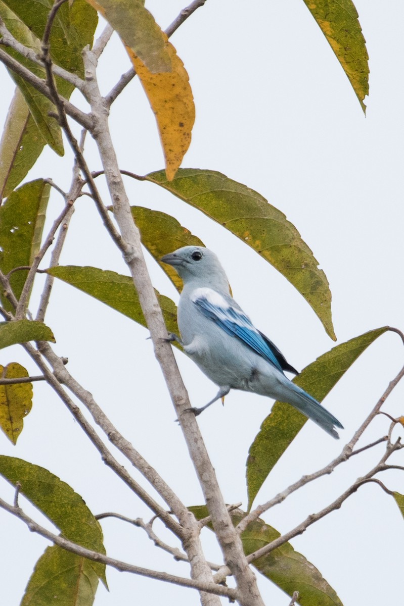 Blue-gray Tanager - ML91475121