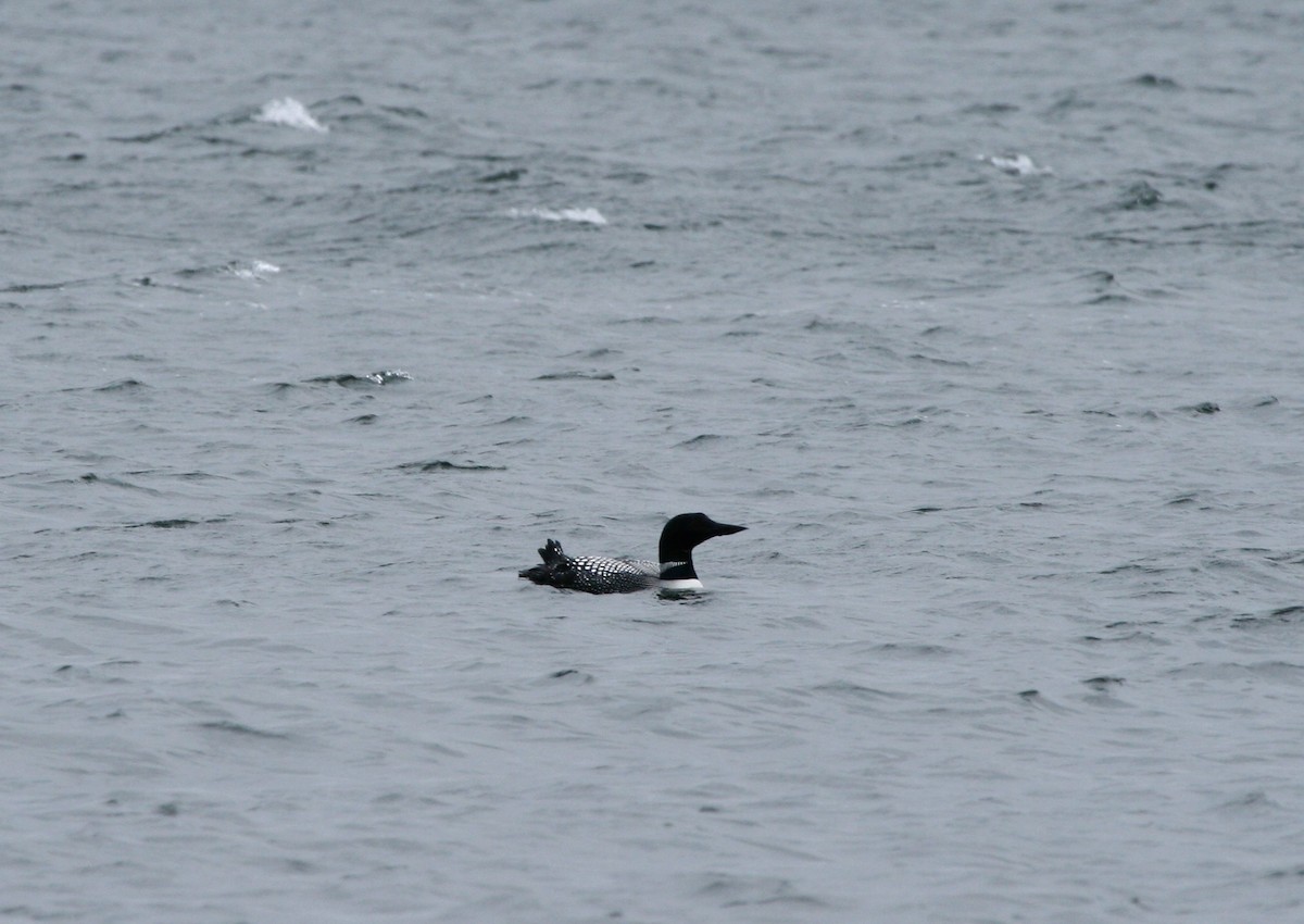 Common Loon - ML91475341