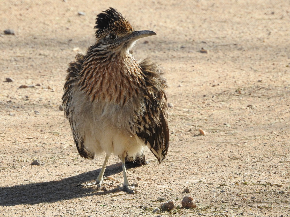 Greater Roadrunner - ML91477371