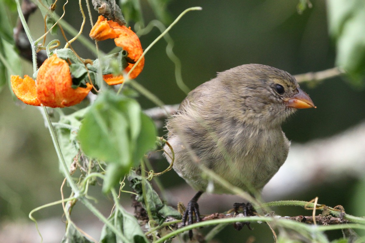 Small Tree-Finch - ML91478911