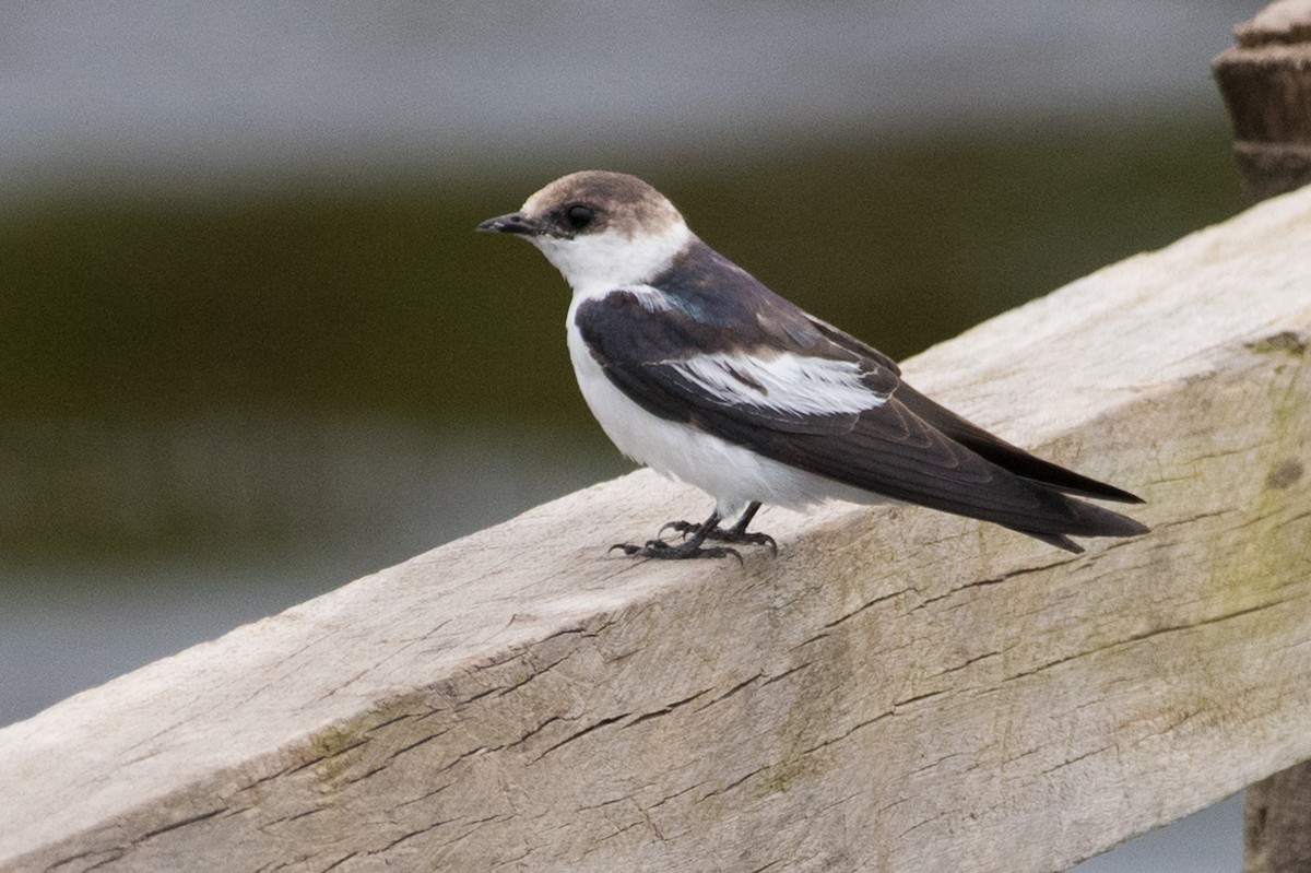 White-winged Swallow - ML91479081