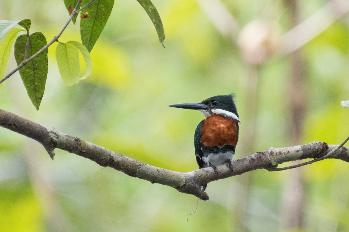 Green Kingfisher - ML91479511