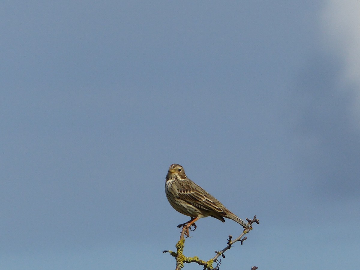 Corn Bunting - ML91480321