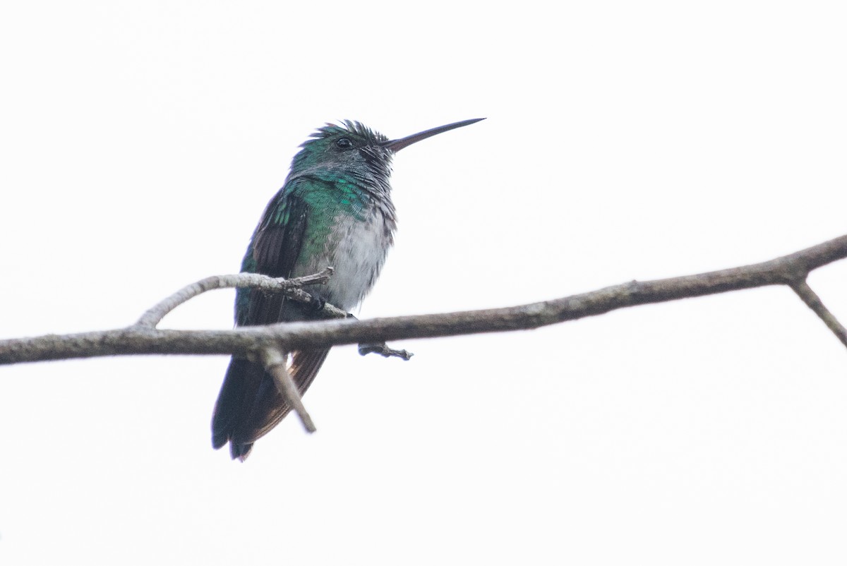 White-necked Jacobin - ML91481311