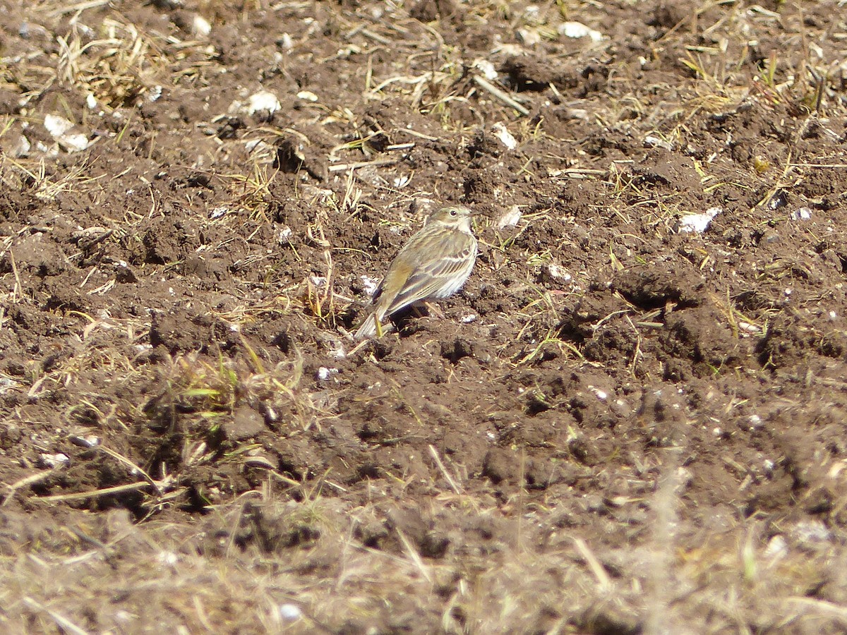 Meadow Pipit - ML91481521