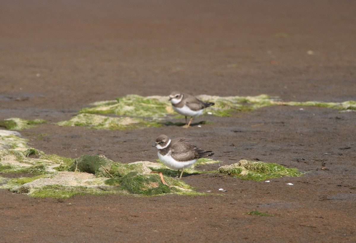 Semipalmated Plover - ML91482511