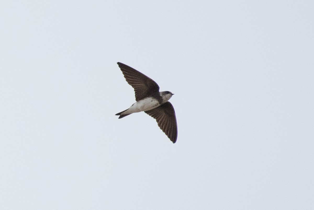 Bank Swallow - ML91483881