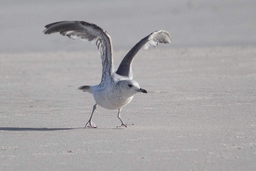 Common Gull - ML91485031