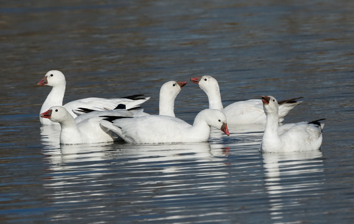 Ross's Goose - Michael Brown