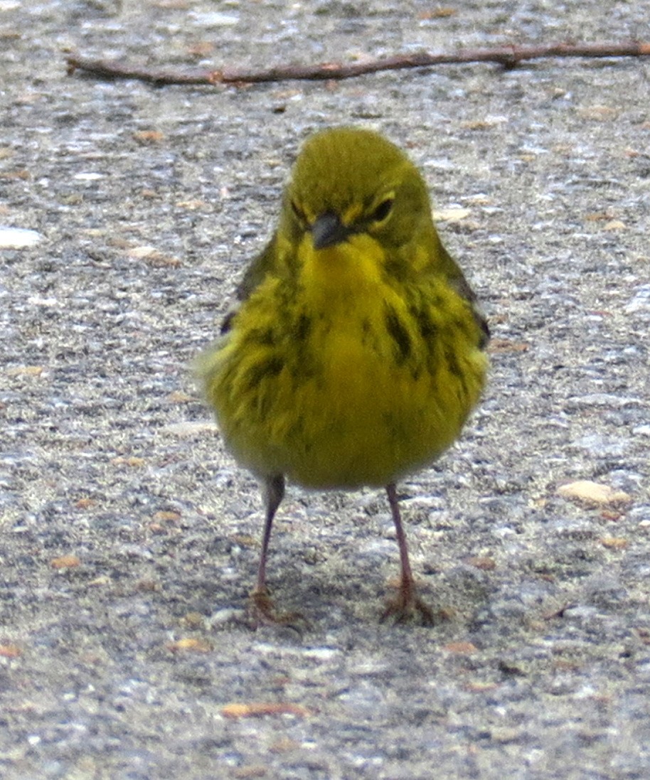 Pine Warbler - ML91486381