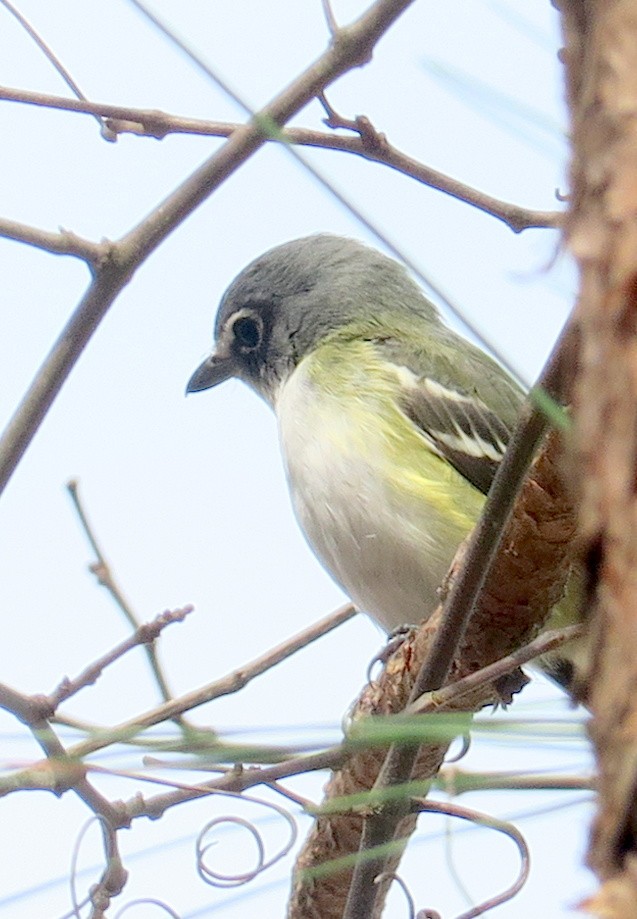 Blue-headed Vireo - ML91486451