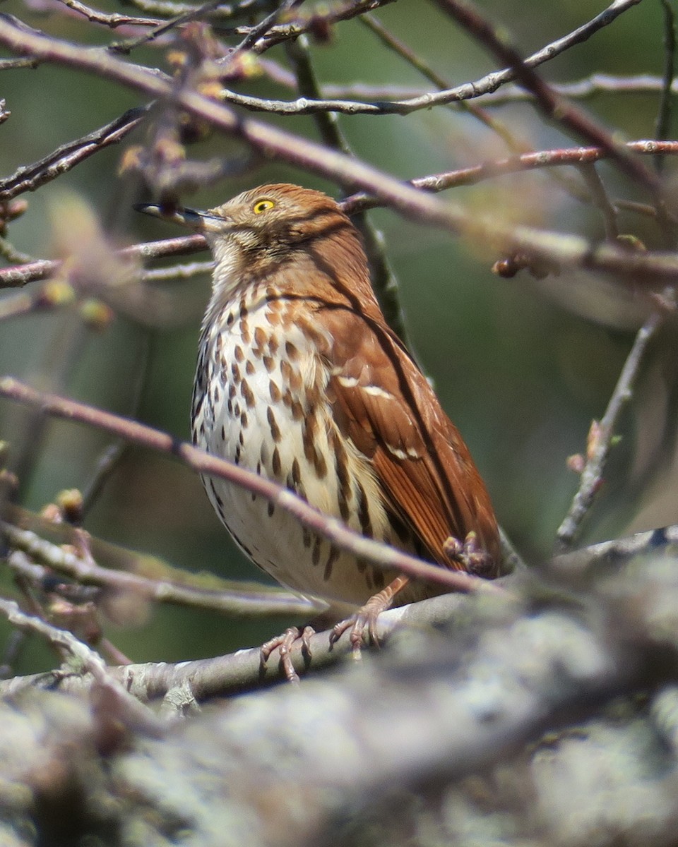 Brown Thrasher - ML91486661