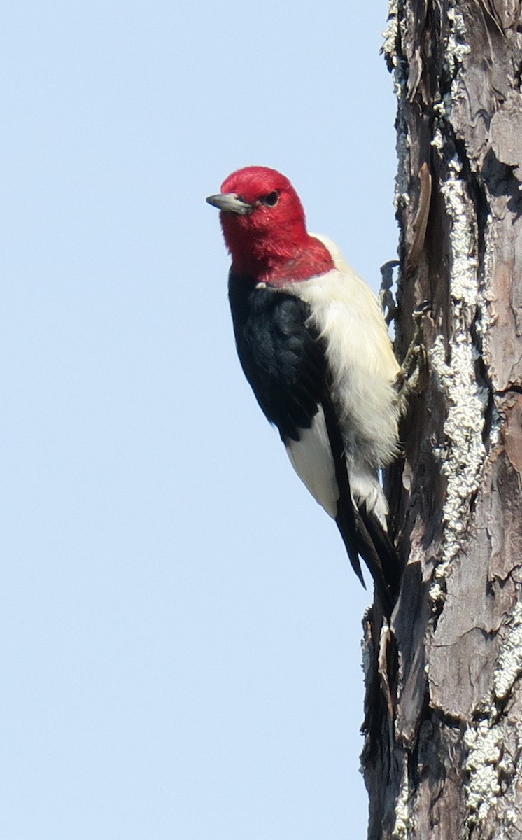 Red-headed Woodpecker - ML91486771