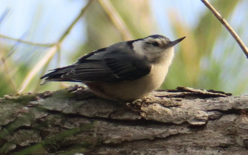 White-breasted Nuthatch - ML91487141