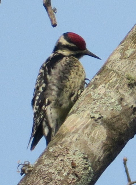 Yellow-bellied Sapsucker - ML91487251